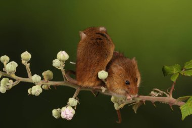 bulanık arka plan karşı çiçekli dal üzerinde sevimli hasat fareler