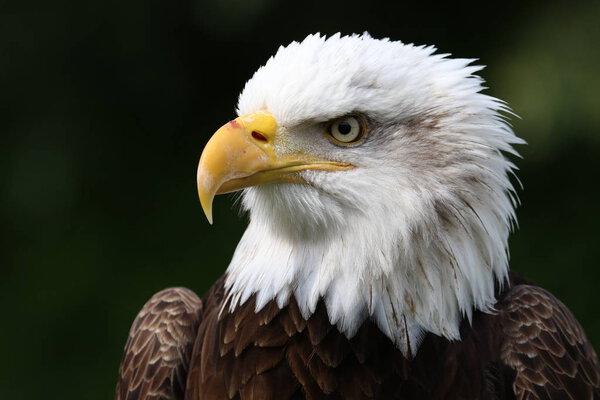beautiful white eagle head , close-up  