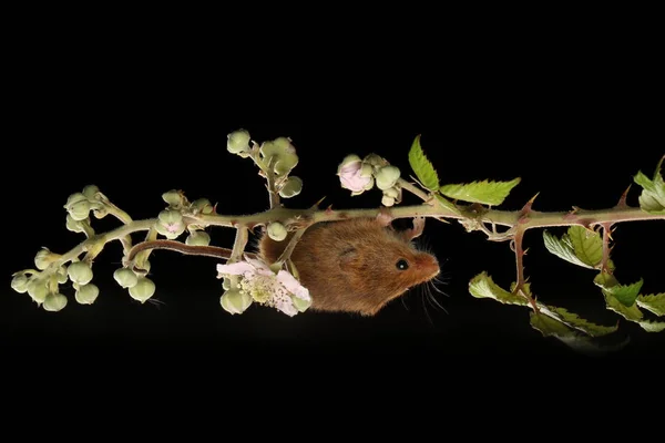 Милий Урожай Миші Квітковій Гілці Розмитому Фоні — стокове фото