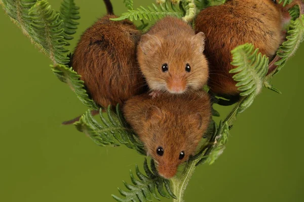 Schattig Oogst Muizen Spelen Fern Donkere Achtergrond — Stockfoto