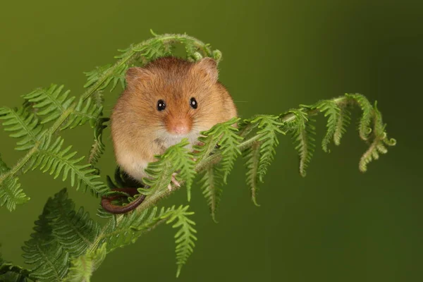 Cute Harvest Mouse Playing Fern Dark Background — Stock Photo, Image