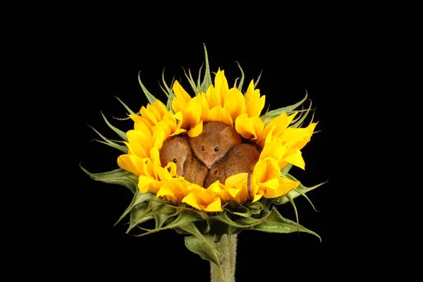 Cute Harvest Mice Playing Yellow Sunflower Dark Background — Stock Photo, Image