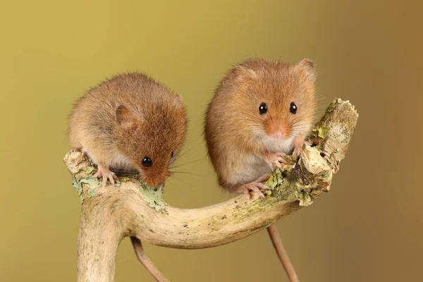 cute harvest mice on wooden stick against blurred background