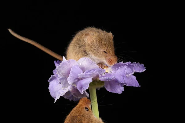 Χαριτωμένα Ποντίκια Συγκομιδής Μωβ Λουλούδι Σκούρο Φόντο — Φωτογραφία Αρχείου