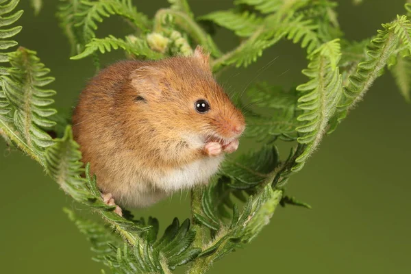 Cute Harvest Mouse Playing Fern Dark Background — Stock Photo, Image