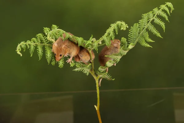 Cute Harvest Mice Playing Fern Dark Background — Stock Photo, Image