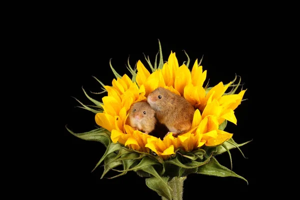 Cute Harvest Mice Playing Yellow Sunflower Dark Background — Stock Photo, Image