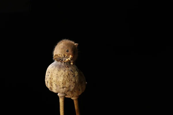 cute harvest mouse on poppy heads