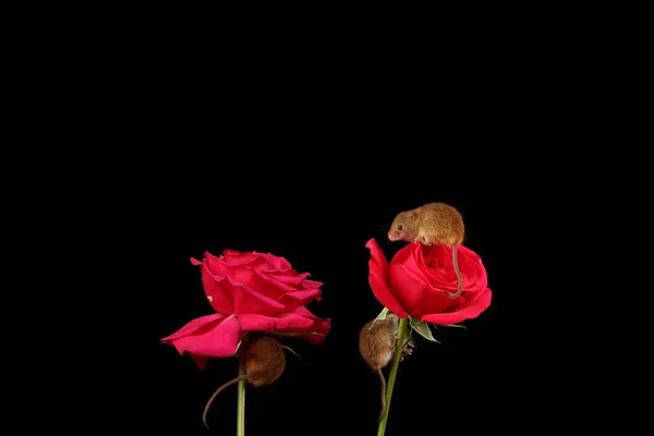 Söta Skörde Möss Röda Rosen Blommor Mot Mörk Bakgrund — Stockfoto