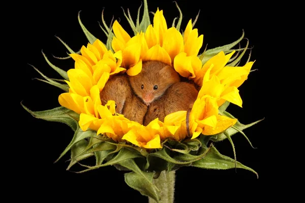 Cute Harvest Mice Playing Yellow Sunflower Dark Background — Stock Photo, Image