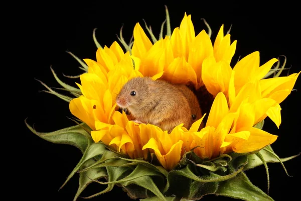 Koyu Arka Plan Karşı Sarı Ayçiçeği Üzerinde Oynayan Sevimli Hasat — Stok fotoğraf