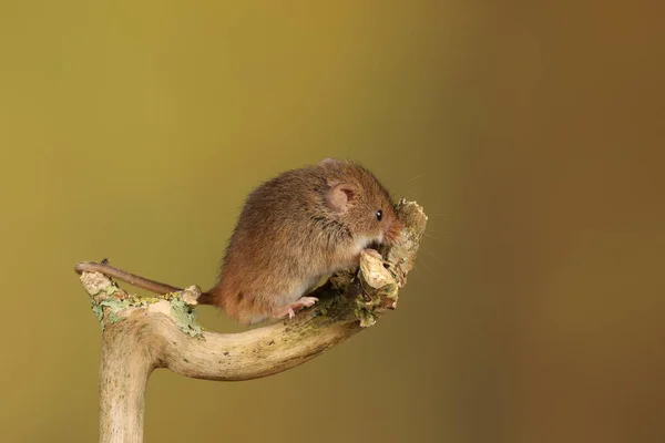 Cute Myszy Żniwa Drewnianym Patyku Przed Niewyraźne Tło — Zdjęcie stockowe