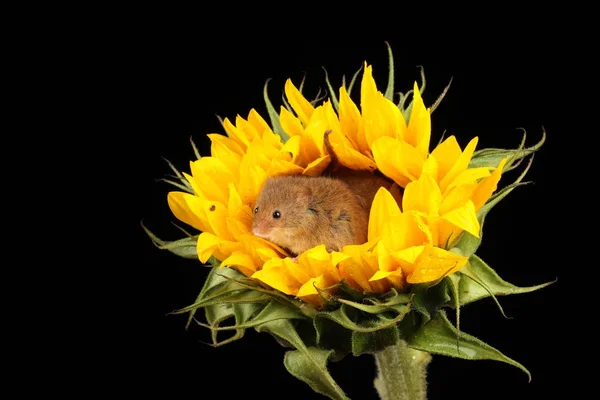 Niedliche Erntemäuse Spielen Auf Gelben Sonnenblumen Vor Dunklem Hintergrund — Stockfoto