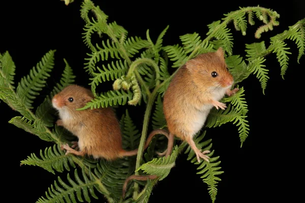 koyu arka planda eğrelti otu oynayan sevimli hasat fareler