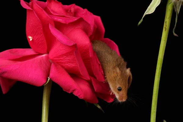 Χαριτωμένο Ποντίκι Συγκομιδή Κόκκινο Τριαντάφυλλο Λουλούδι Κατά Σκούρο Φόντο — Φωτογραφία Αρχείου
