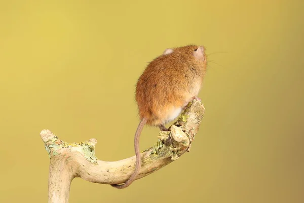 Bonito Mouse Colheita Pau Madeira Contra Fundo Desfocado — Fotografia de Stock
