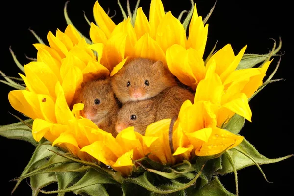cute harvest mice playing on yellow sunflower against dark background