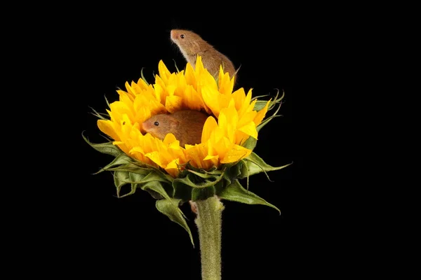 Niedliche Erntemäuse Spielen Auf Gelben Sonnenblumen Vor Dunklem Hintergrund — Stockfoto
