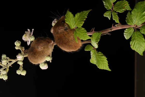 cute harvest mice on flowering branch against blurred background