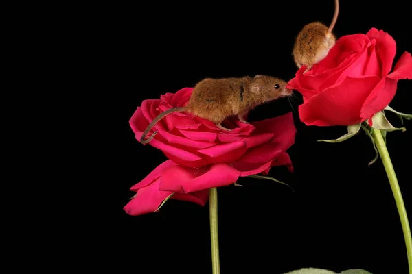 cute harvest mice on red rose flowers against dark background