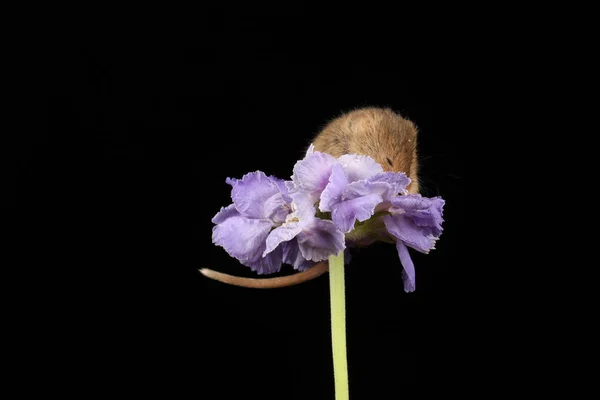 Niedliche Erntemaus Auf Lila Blume Vor Dunklem Hintergrund — Stockfoto