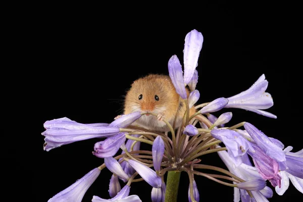 Lindo Ratón Cosecha Flor Púrpura Sobre Fondo Oscuro —  Fotos de Stock