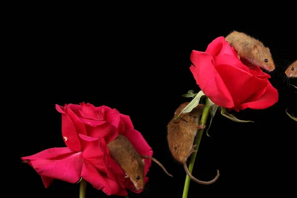 Niedliche Erntemäuse Auf Roten Rosenblüten Vor Dunklem Hintergrund — Stockfoto