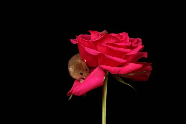 Söt Skörd Mus Röd Ros Blomma Mot Mörk Bakgrund — Stockfoto