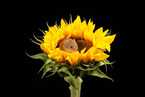 Cute Harvest Mice Playing Yellow Sunflower Dark Background — Stock Photo, Image