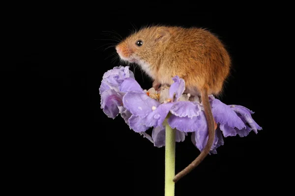 Lindo Ratón Cosecha Flor Púrpura Sobre Fondo Oscuro — Foto de Stock