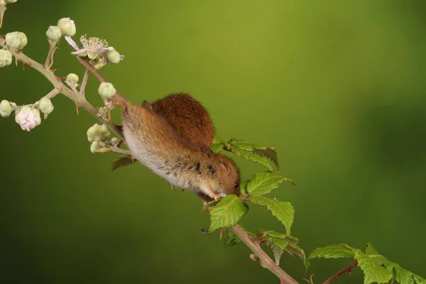 Cute Myszy Żniwa Gałęzi Kwitnienia Przed Niewyraźne Tło — Zdjęcie stockowe