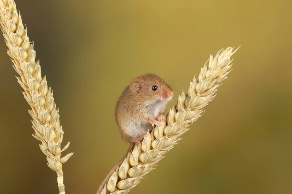 Niedliche Erntemaus Spielt Auf Weizenähre Vor Verschwommenem Hintergrund — Stockfoto