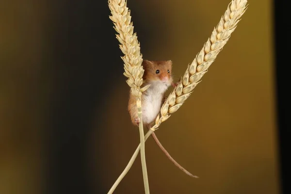 Cute Harvest Mouse Playing Ears Wheat Blurred Background — Stock Photo, Image