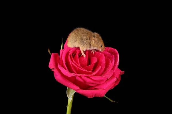 cute harvest mouse on red rose flower against dark background