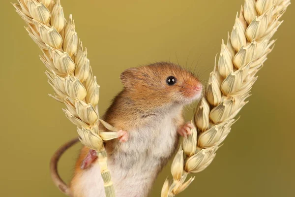 bulanık arka plan karşı buğday kulakları üzerinde oynayan sevimli hasat fare