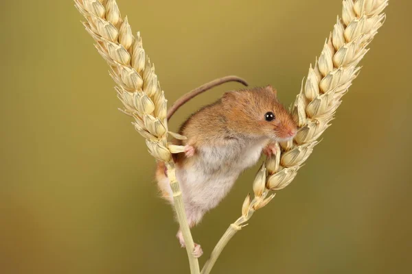 Bulanık Arka Plan Karşı Buğday Kulakları Üzerinde Oynayan Sevimli Hasat — Stok fotoğraf