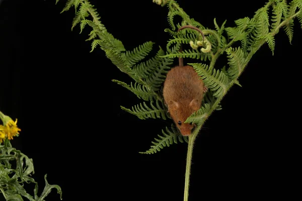 cute harvest mouse playing in fern on dark background