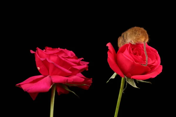 Söt Skörd Mus Röd Ros Blomma Mot Mörk Bakgrund — Stockfoto