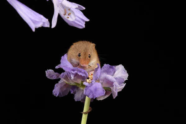 可爱的收获鼠标在紫色的花朵在黑暗的背景 — 图库照片