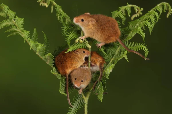 koyu arka planda eğrelti otu oynayan sevimli hasat fareler 