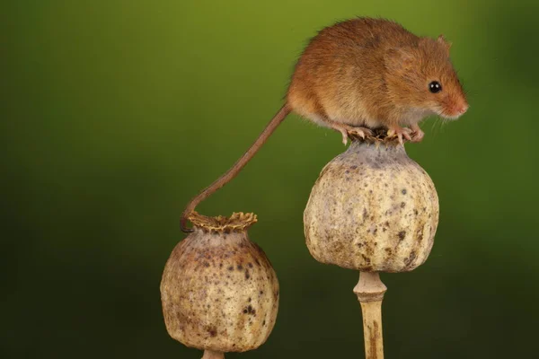 cute harvest mouse on poppy heads