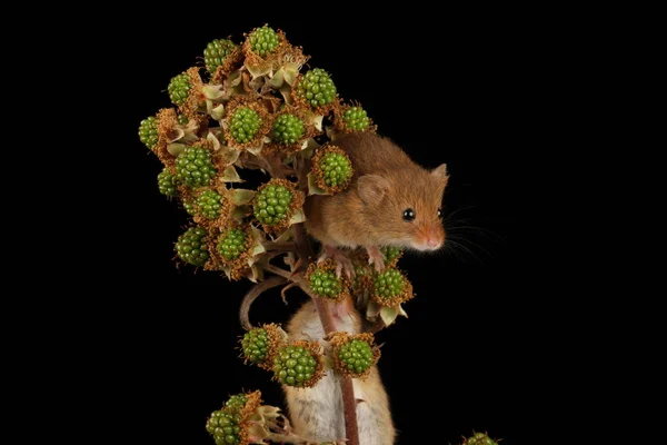 Cute Harvest Mouse Blackberry Branch Blurred Background — Stock Photo, Image