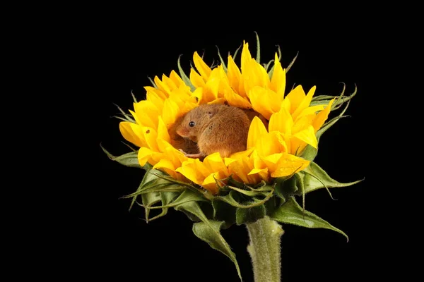 Niedliche Erntemäuse Spielen Auf Gelben Sonnenblumen Vor Dunklem Hintergrund — Stockfoto