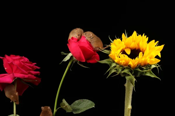 cute harvest mice on red rose flowers against dark background