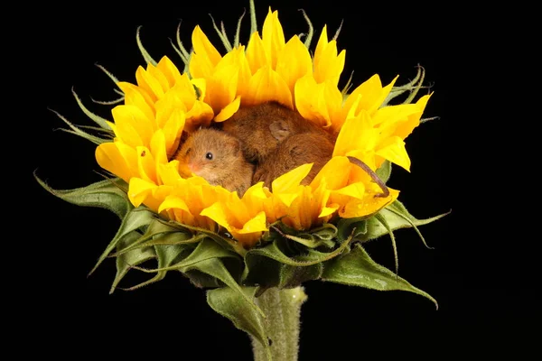 Niedliche Erntemäuse Spielen Auf Gelben Sonnenblumen Vor Dunklem Hintergrund — Stockfoto