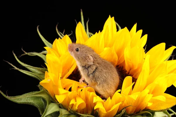 Niedliche Erntemaus Auf Gelber Sonnenblume Vor Dunklem Hintergrund — Stockfoto