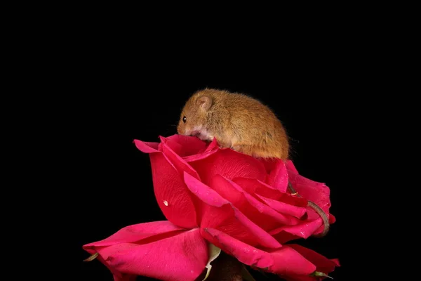 Cute Harvest Mouse Red Rose Flower Dark Background — Stock Photo, Image