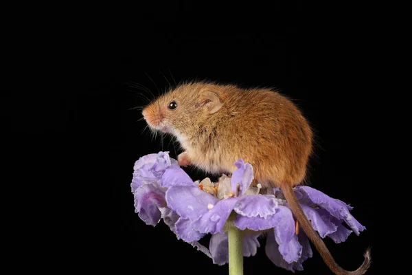 可爱的收获鼠标在紫色的花朵在黑暗的背景 — 图库照片