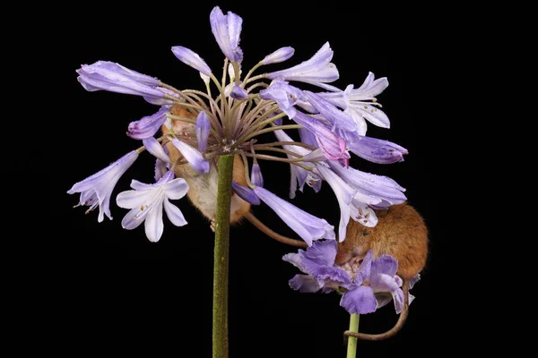 Lindo Cosecha Ratones Púrpura Flor Contra Fondo Oscuro —  Fotos de Stock