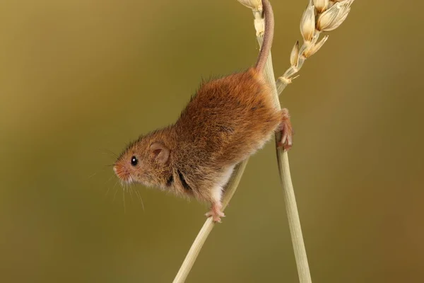 Cute Harvest Mouse Playing Ears Wheat Blurred Background — Stock Photo, Image